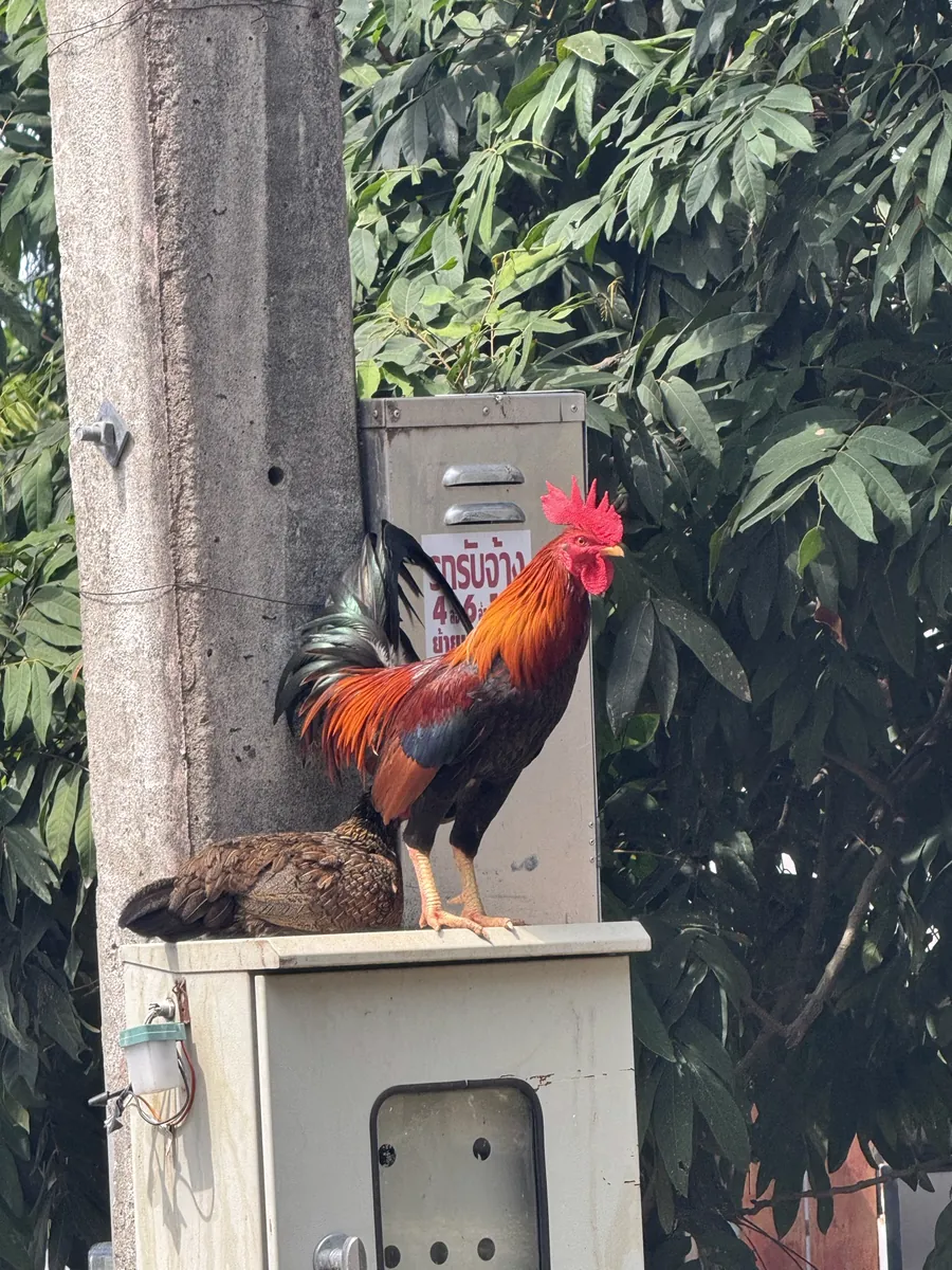 A rooster standing on an electrical box