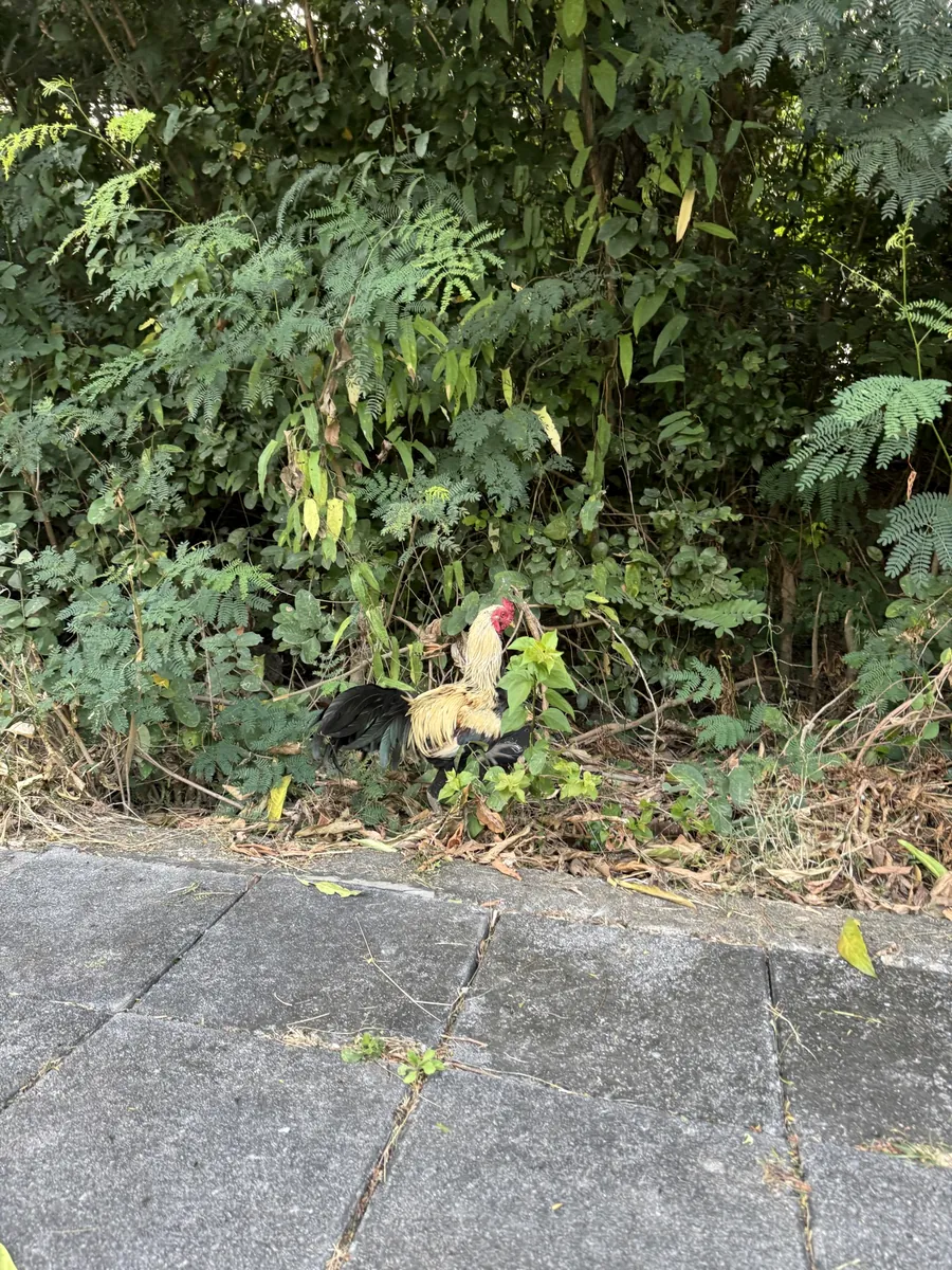 A rooster in roadside scrub