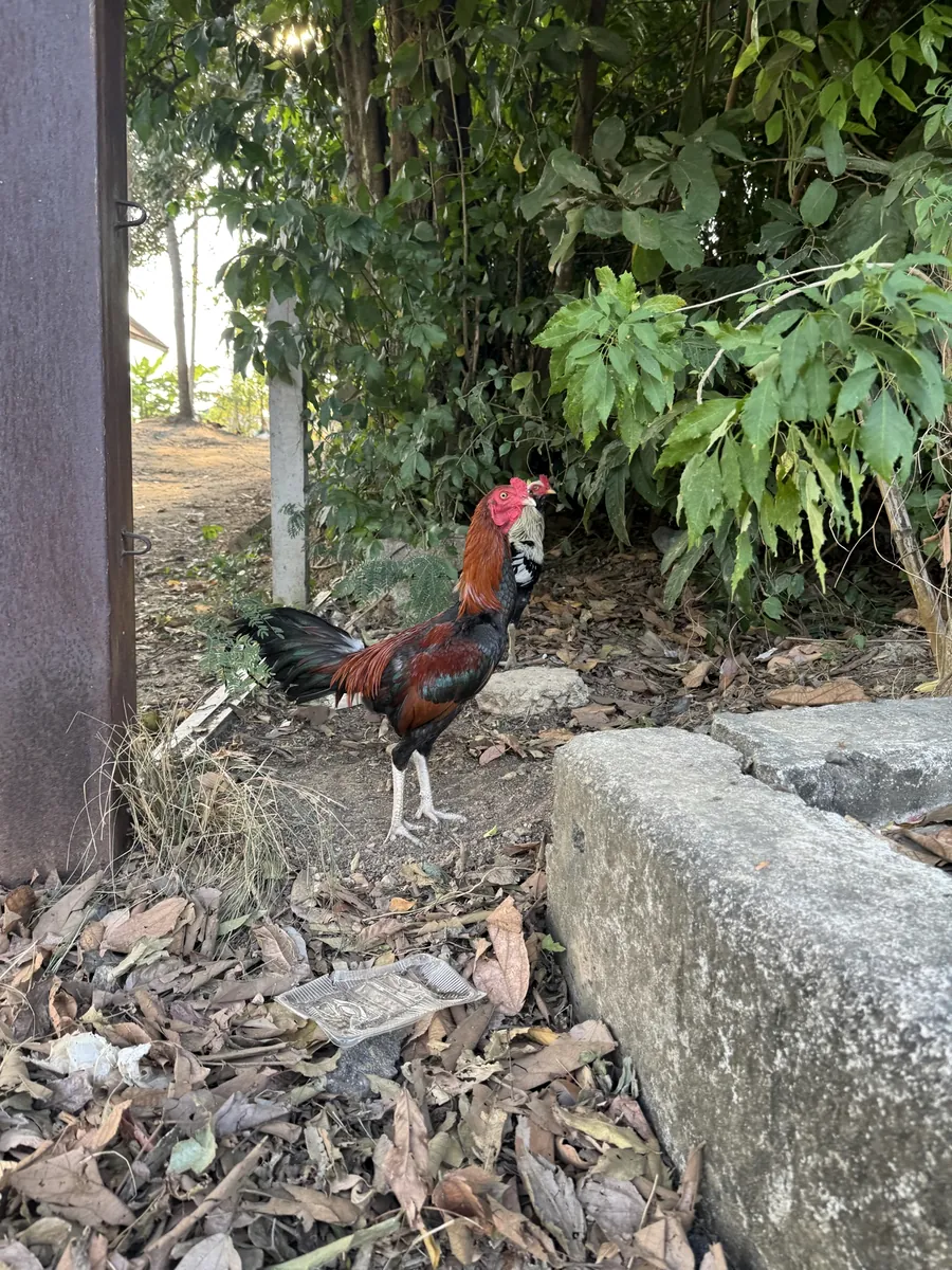 A rooster on a wall by the road