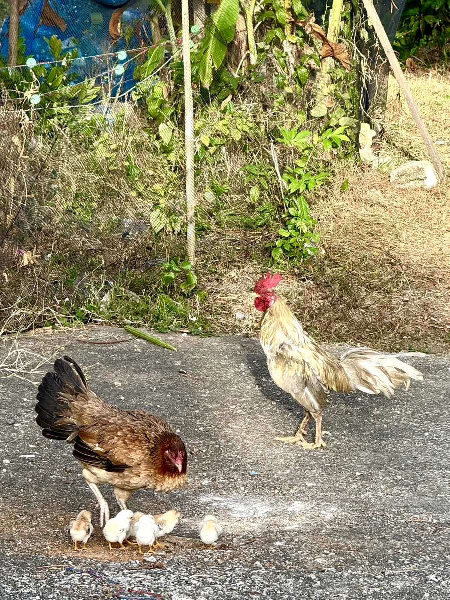A hen with chicks and a rooster by the road