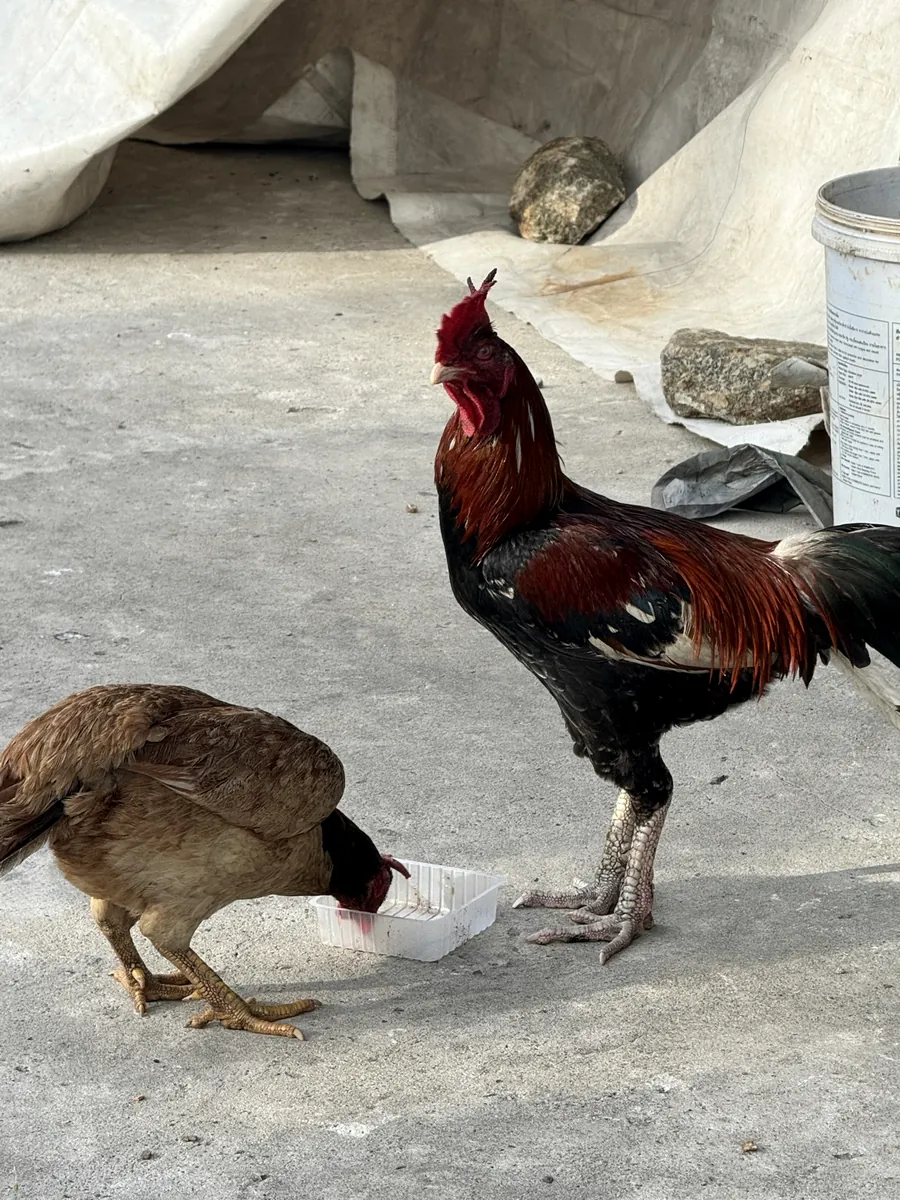 A rooster and hen eating from a tray on a concrete floor